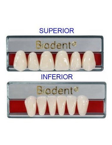 Biodent® dientes